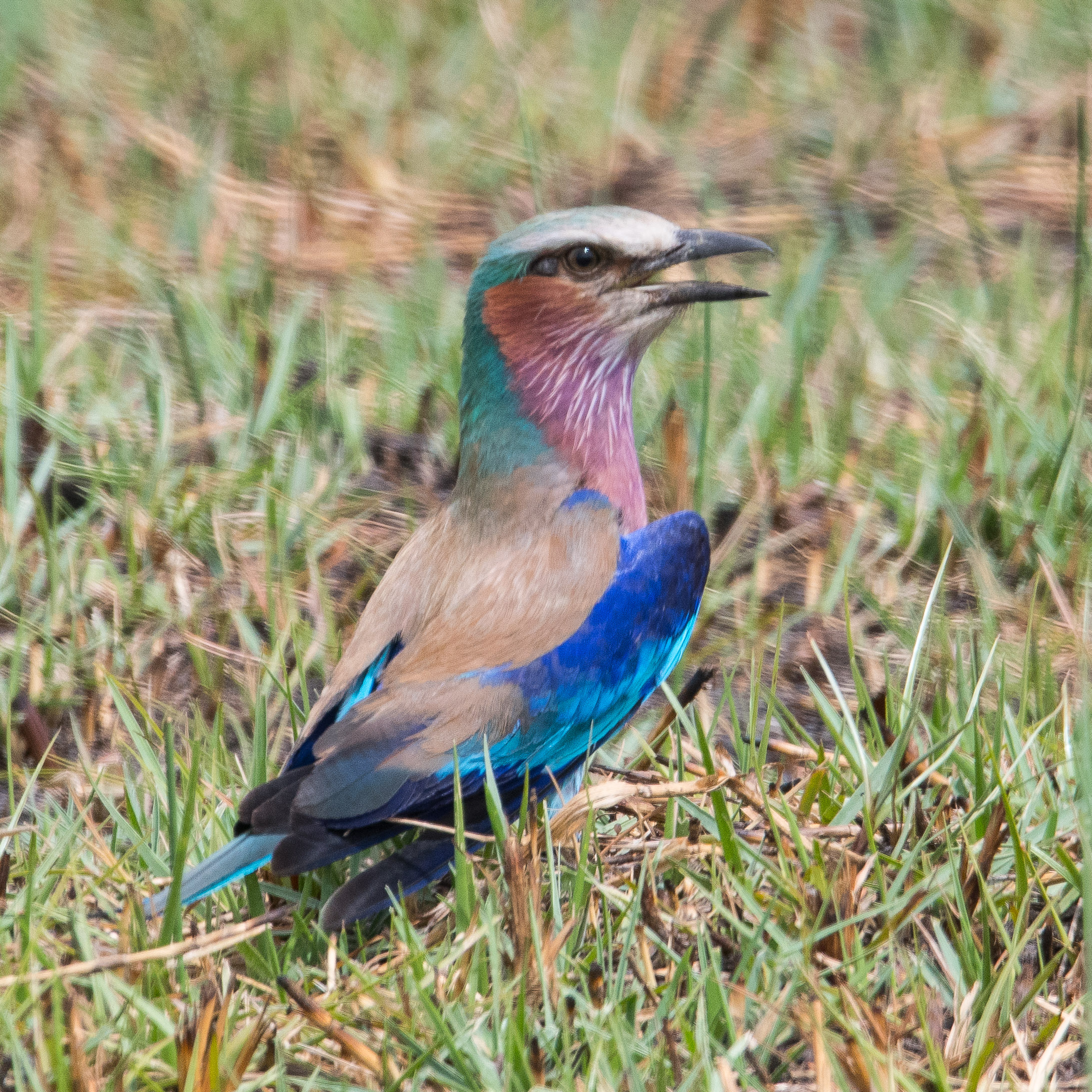 Rollier à longs brins (Lilac-breasted roller, Coracias caudatus), Réserve de Kwando , Botswana.